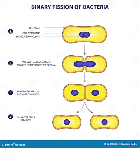 what organisms can occur in binary fission.